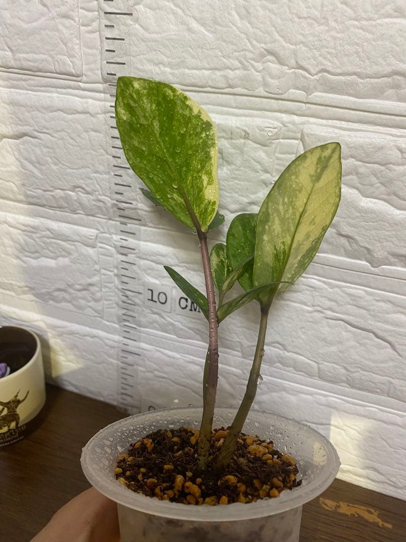 ザミオクルカス ザミフォーリア (斑入り~ レモン)