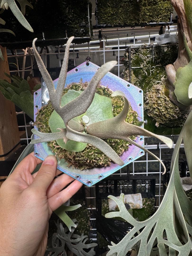 willinckii #1 mr.kai dwarf ビカクシダ　脇芽大きめ