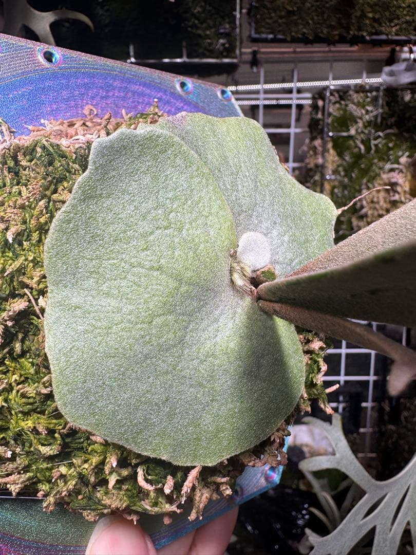 willinckii #1 mr.kai dwarf ビカクシダ　脇芽大きめ