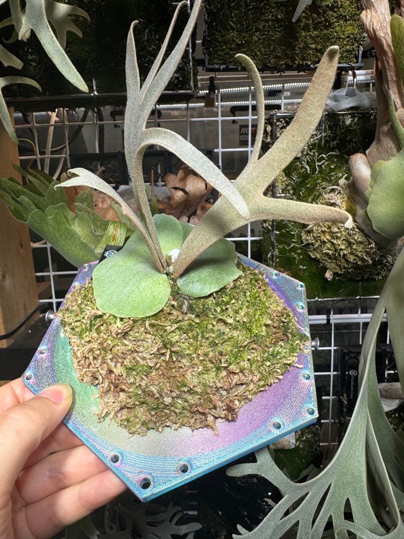 willinckii #1 mr.kai dwarf ビカクシダ　脇芽大きめ