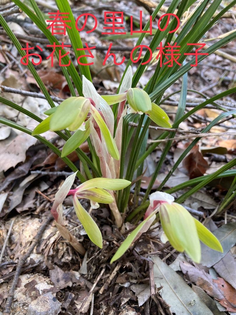 【天然野生の春蘭＊花芽9個の超巨大優良株/根が頑丈で抜群！】シュンラン＊日本春蘭