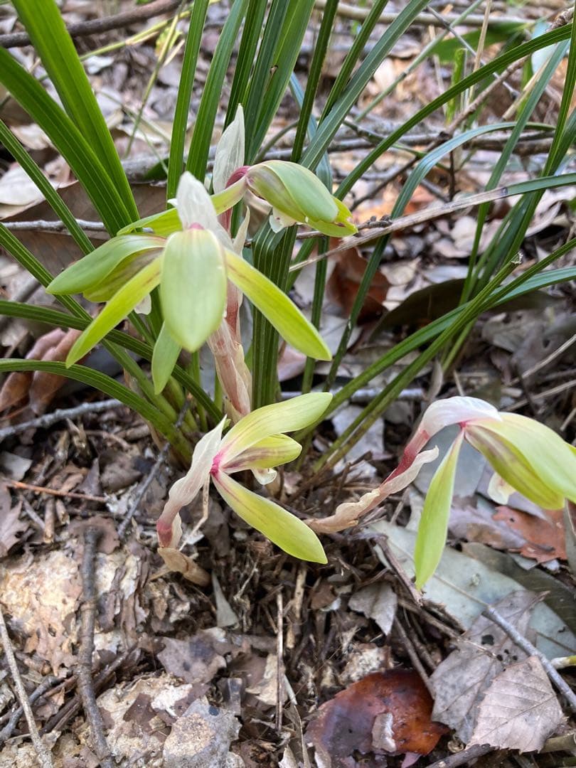 【天然野生の春蘭＊花芽9個の超巨大優良株/根が頑丈で抜群！】シュンラン＊日本春蘭