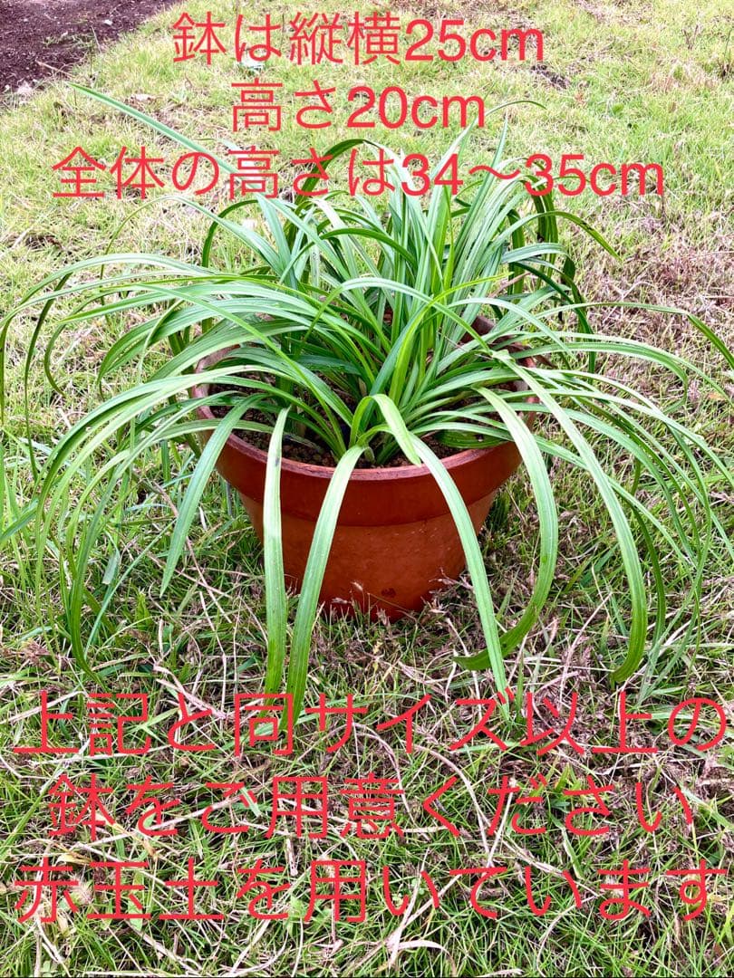 【天然野生の春蘭＊花芽9個の超巨大優良株/根が頑丈で抜群！】シュンラン＊日本春蘭