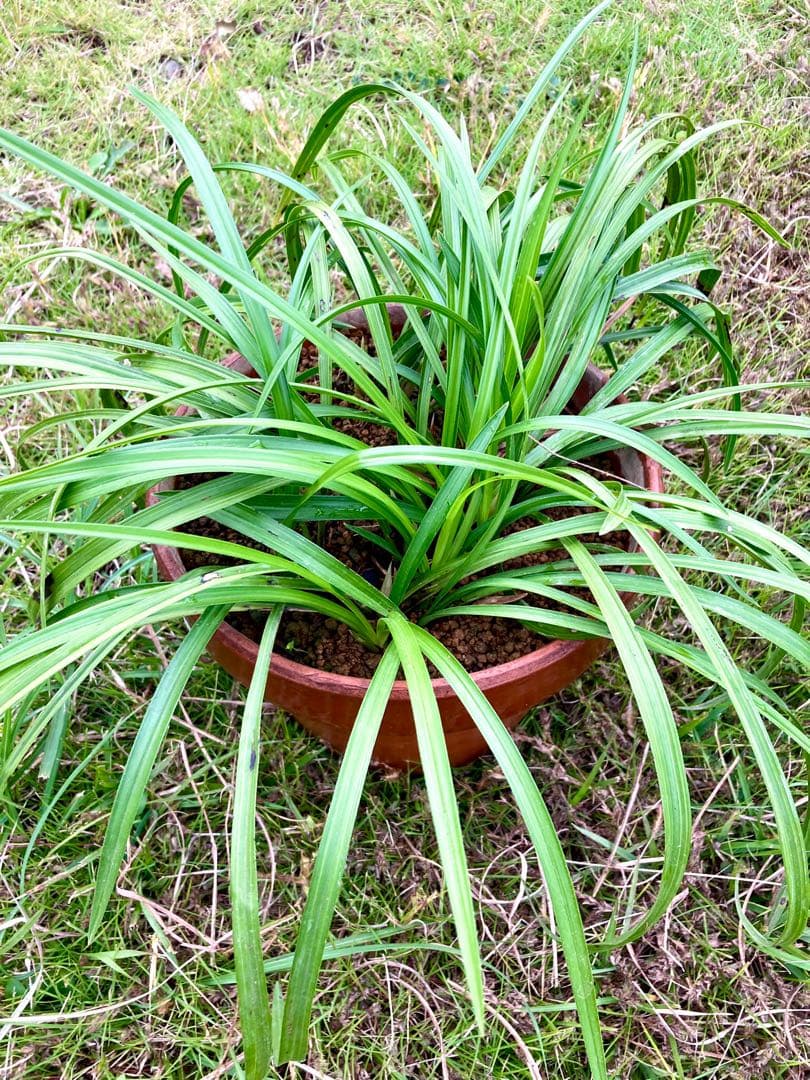 【天然野生の春蘭＊花芽9個の超巨大優良株/根が頑丈で抜群！】シュンラン＊日本春蘭