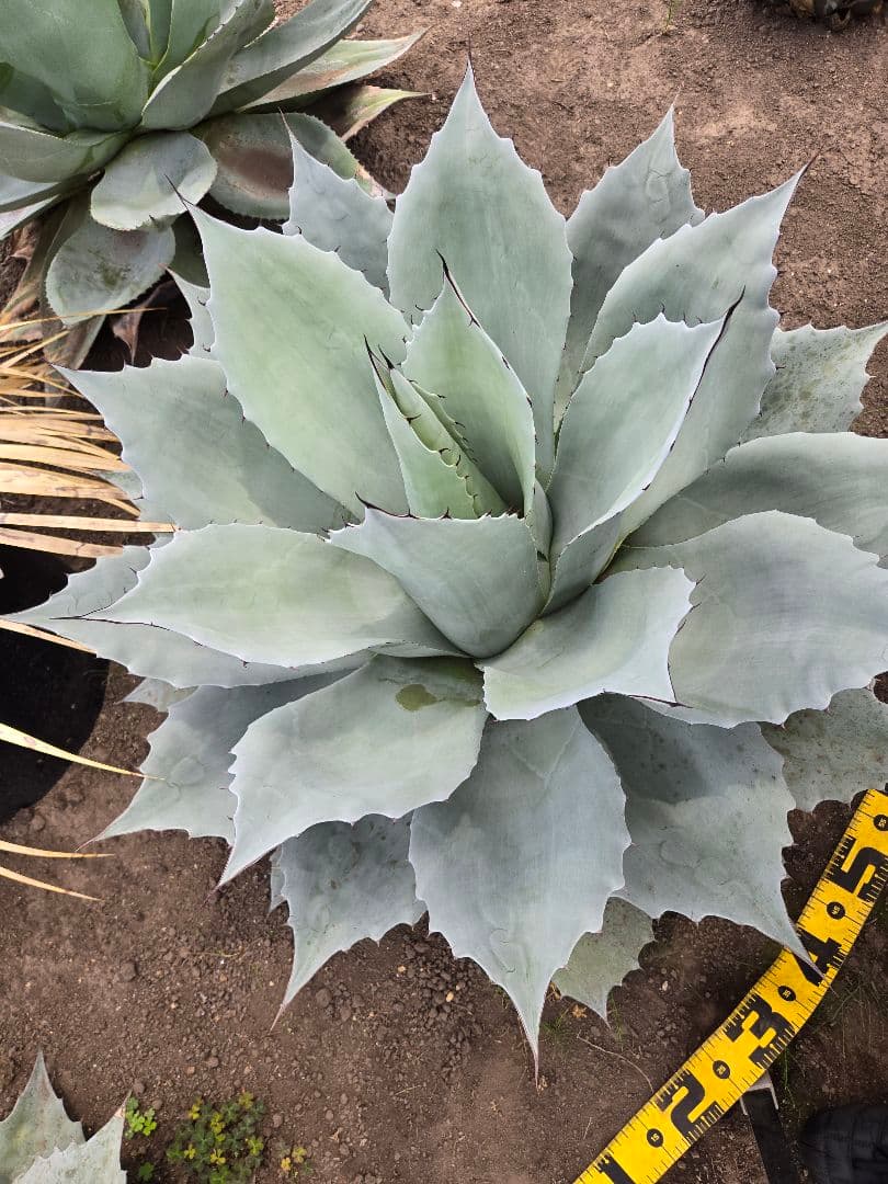 オバティーフォリア　フロスティブルー引き取り限定