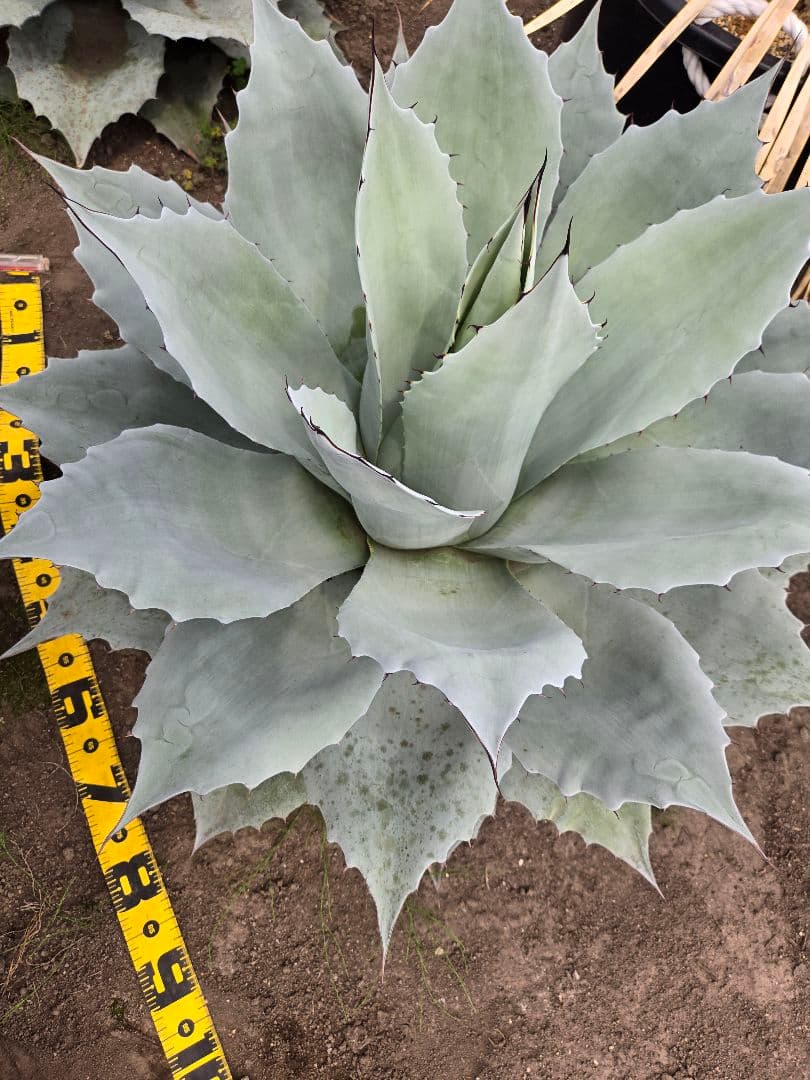 オバティーフォリア　フロスティブルー引き取り限定