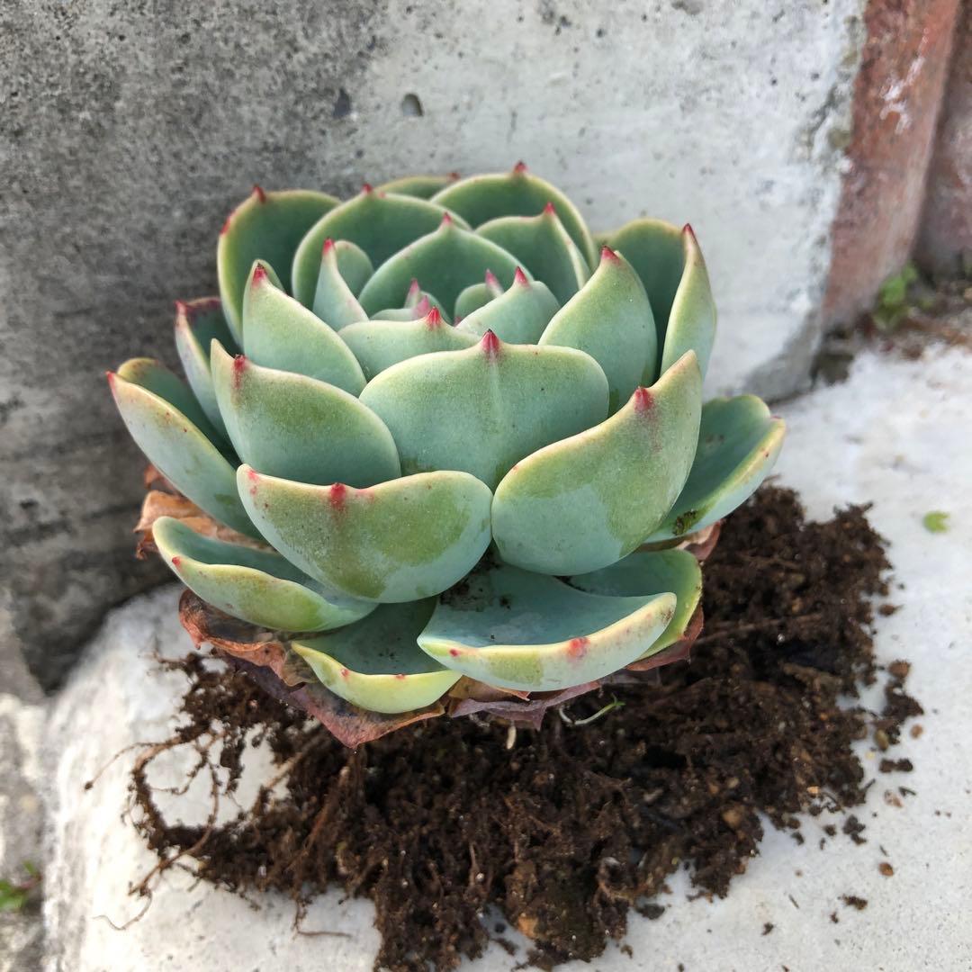 多肉植物✩.*˚七福神 抜き苗