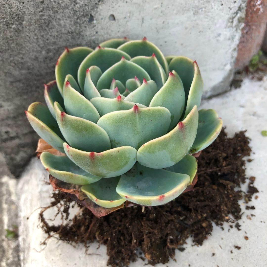 多肉植物✩.*˚七福神 抜き苗
