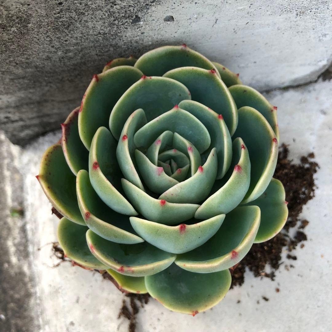 多肉植物✩.*˚七福神 抜き苗