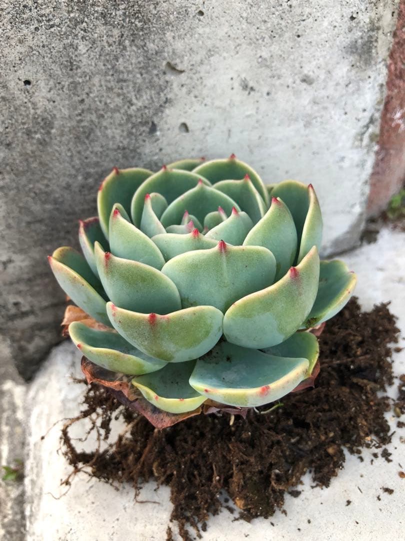 多肉植物✩.*˚七福神 抜き苗