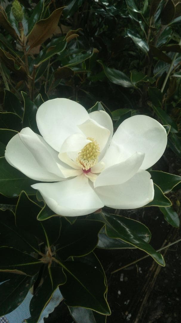 たける タイサンボク　リトルジェム