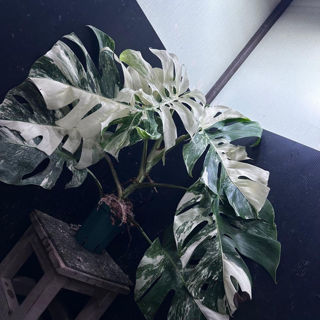 Y*様 斑入りモンステラ ホワイトタイガー極美大株61cm白斑多