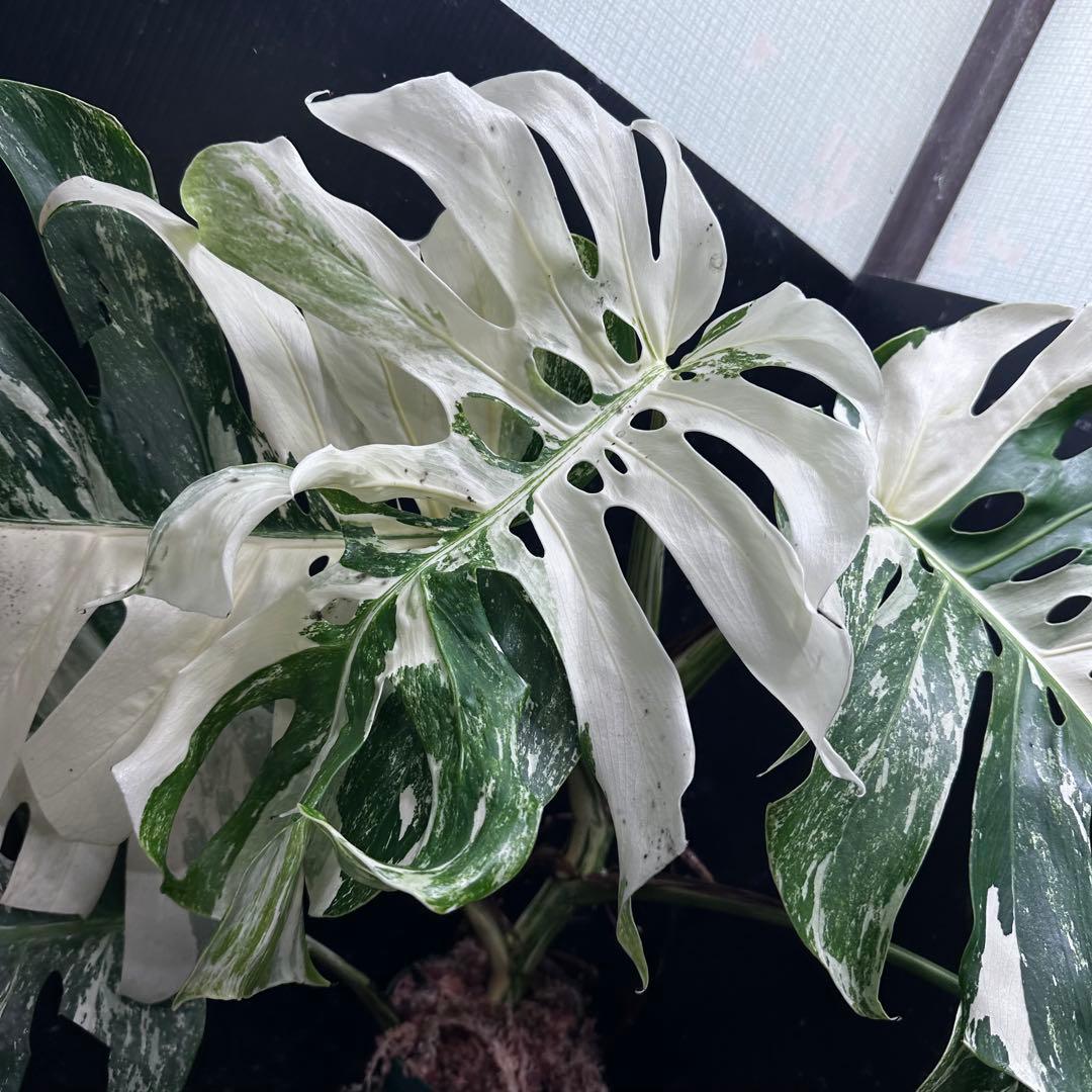 Y*様 斑入りモンステラ ホワイトタイガー極美大株61cm白斑多