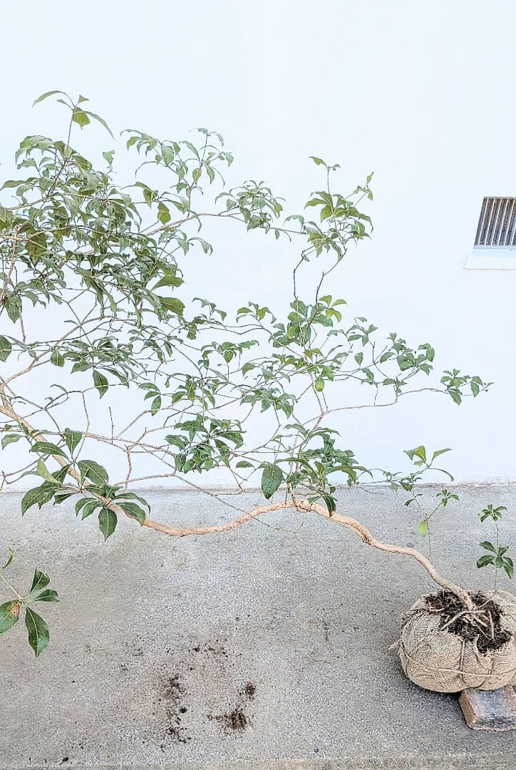 流れる美枝。山採りアセビ。