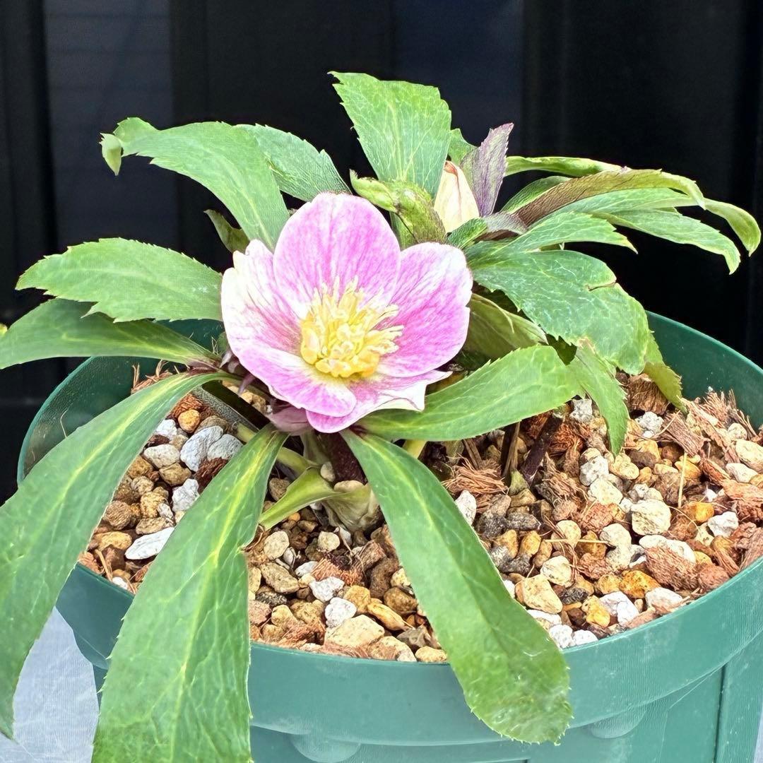 3551☘️蕾花付☘️超希少☘️筒型SD⭐️ポーセリン⭐️小輪⭐️ぼかし⭐️超コンパクト⭐️大木