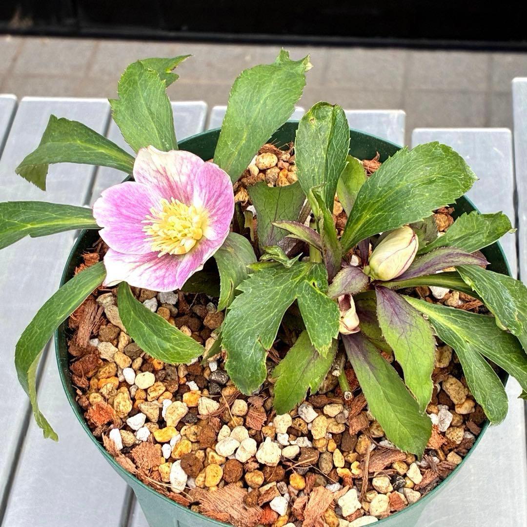 3551☘️蕾花付☘️超希少☘️筒型SD⭐️ポーセリン⭐️小輪⭐️ぼかし⭐️超コンパクト⭐️大木