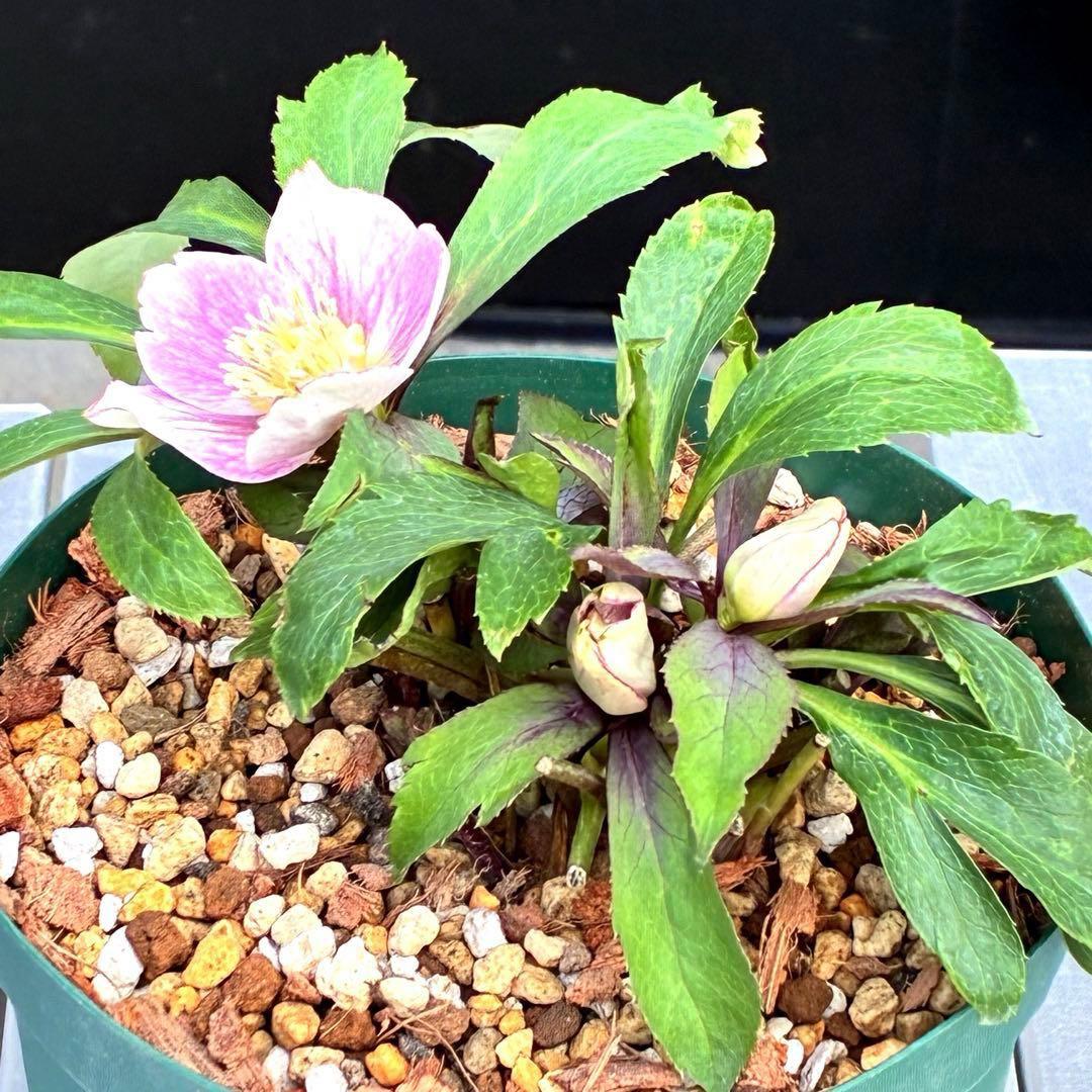 3551☘️蕾花付☘️超希少☘️筒型SD⭐️ポーセリン⭐️小輪⭐️ぼかし⭐️超コンパクト⭐️大木