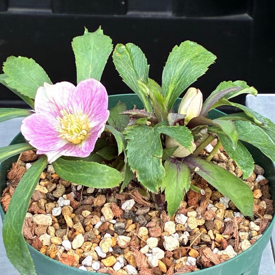 3551☘️蕾花付☘️超希少☘️筒型SD⭐️ポーセリン⭐️小輪⭐️ぼかし⭐️超コンパクト⭐️大木