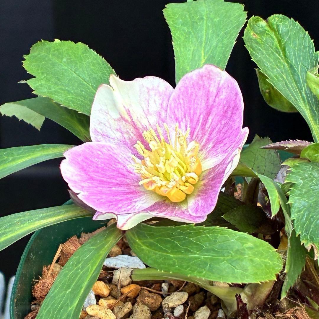 3551☘️蕾花付☘️超希少☘️筒型SD⭐️ポーセリン⭐️小輪⭐️ぼかし⭐️超コンパクト⭐️大木