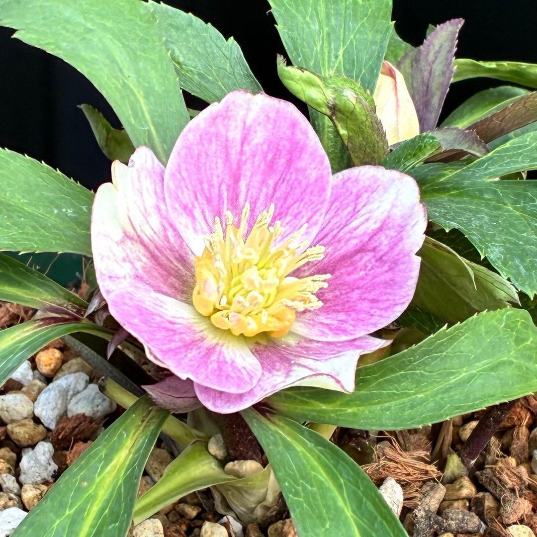 3551☘️蕾花付☘️超希少☘️筒型SD⭐️ポーセリン⭐️小輪⭐️ぼかし⭐️超コンパクト⭐️大木