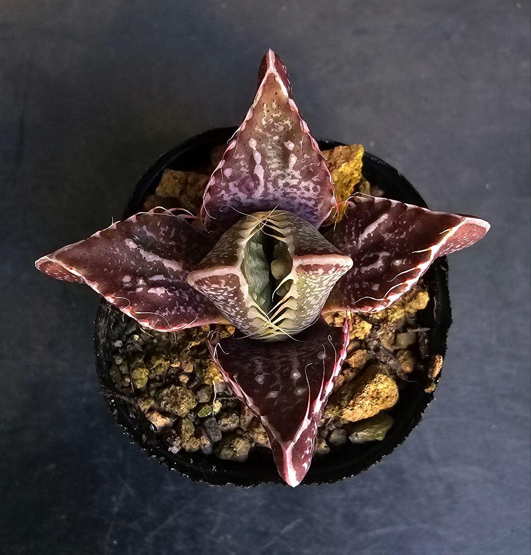 多肉植物 フォーカリア 魔獣の肉×紅蓮地獄(実生苗です) メルカリ便