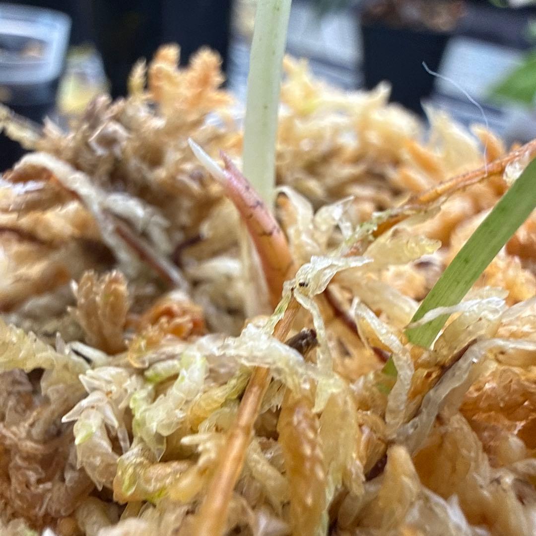 アロカシア アズラニー ピンクアルボ