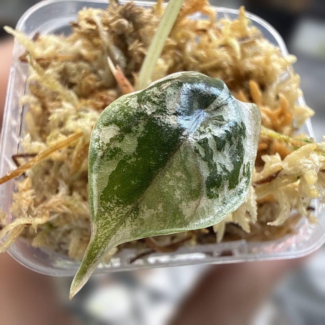 アロカシア アズラニー ピンクアルボ