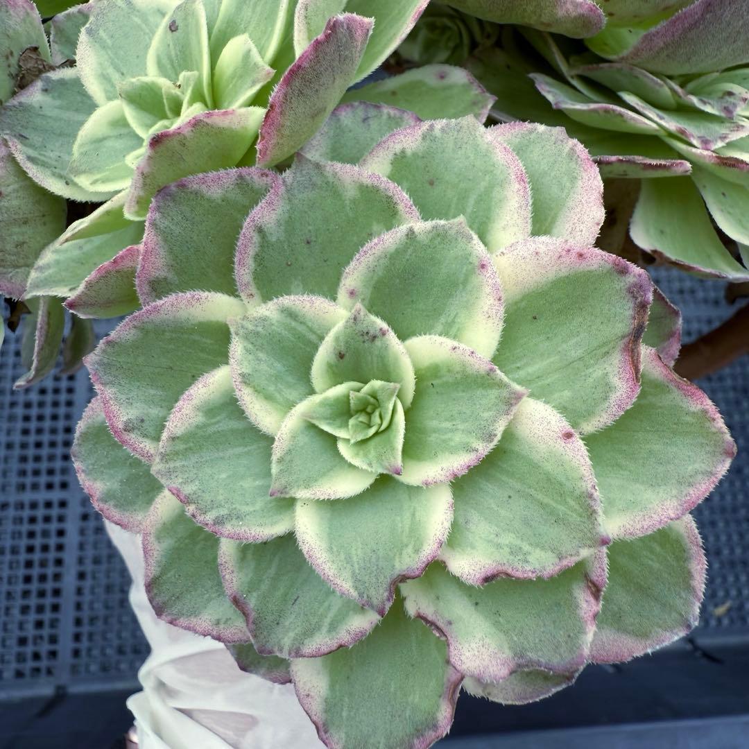 新入荷 レア新品種 アエオニウム 水蜜桃 錦 (超大品) 法師錦 - メルカリ