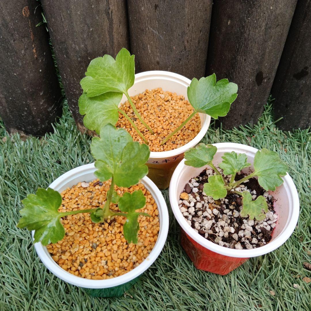 ラナンキュラスラックス3種セット ちび苗 抜き苗 - メルカリ