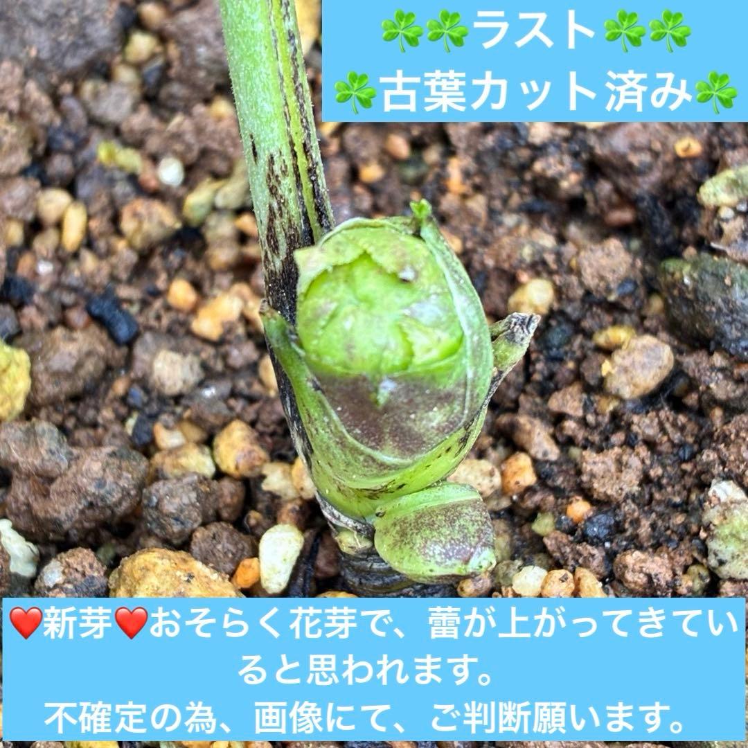 ま*ん様 ☘️ラスト☘️唯一無二☘️根充実❤️新芽(おそらく花芽)738⭐️極上