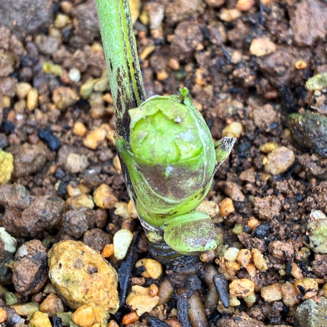 ま*ん様 ☘️ラスト☘️唯一無二☘️根充実❤️新芽(おそらく花芽)738⭐️極上