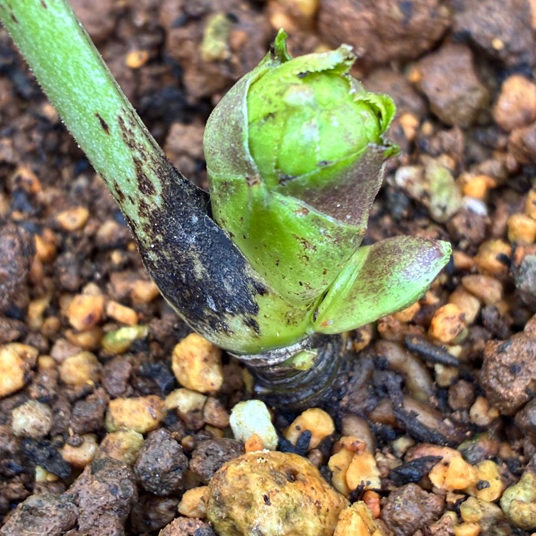 ま*ん様 ☘️ラスト☘️唯一無二☘️根充実❤️新芽(おそらく花芽)738⭐️極上