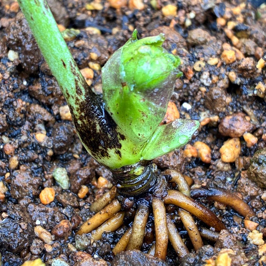 ま*ん様 ☘️ラスト☘️唯一無二☘️根充実❤️新芽(おそらく花芽)738⭐️極上