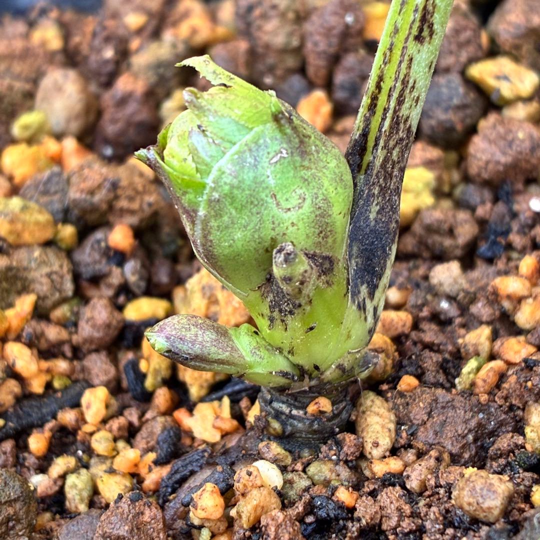 ま*ん様 ☘️ラスト☘️唯一無二☘️根充実❤️新芽(おそらく花芽)738⭐️極上