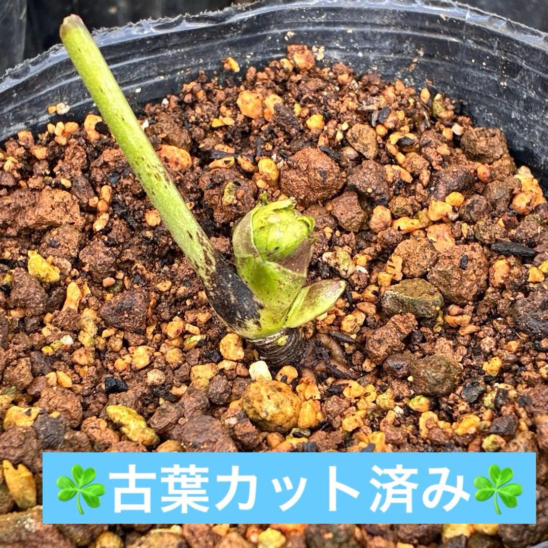 ま*ん様 ☘️ラスト☘️唯一無二☘️根充実❤️新芽(おそらく花芽)738⭐️極上