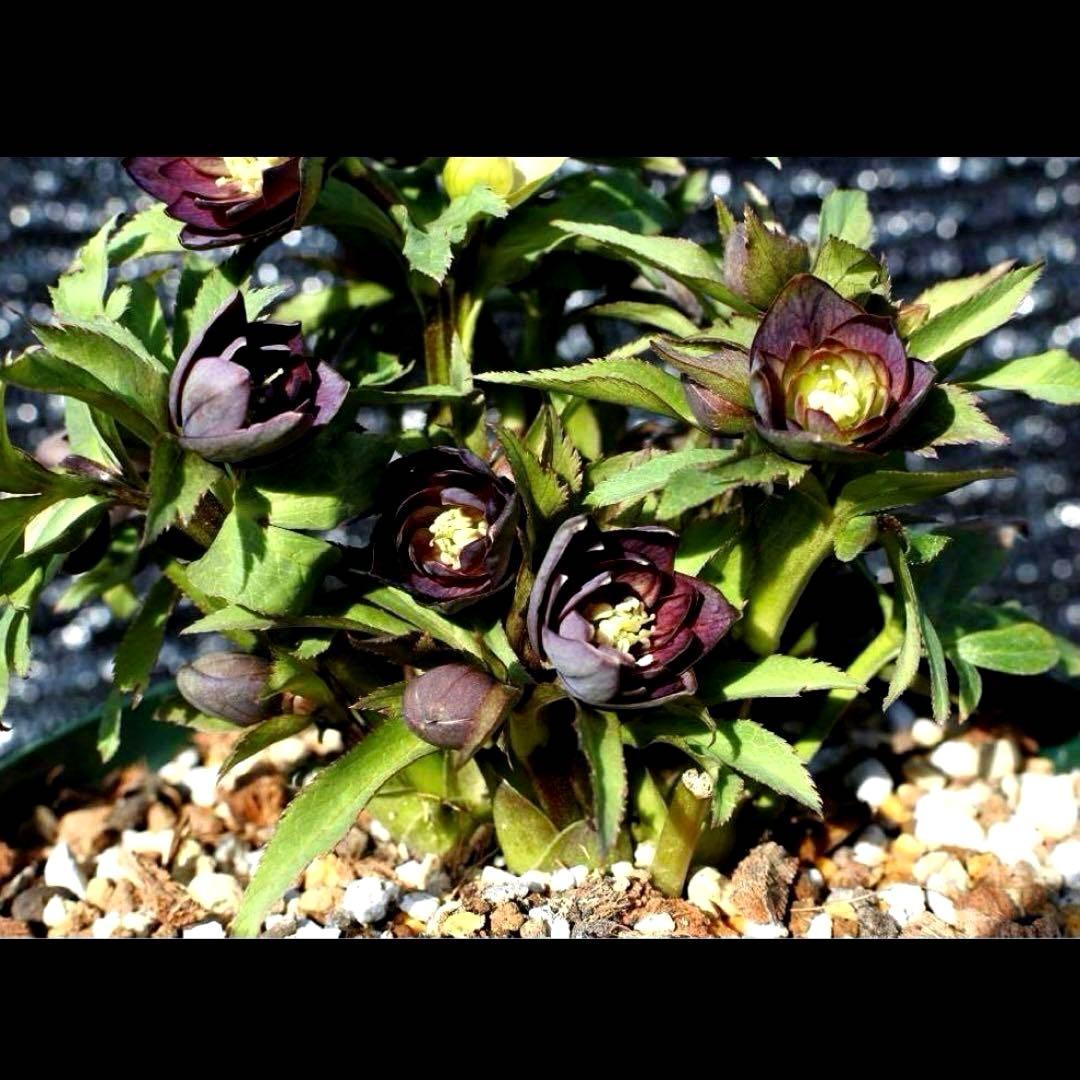 ま*ん様 ☘️ラスト☘️唯一無二☘️根充実❤️新芽(おそらく花芽)738⭐️極上