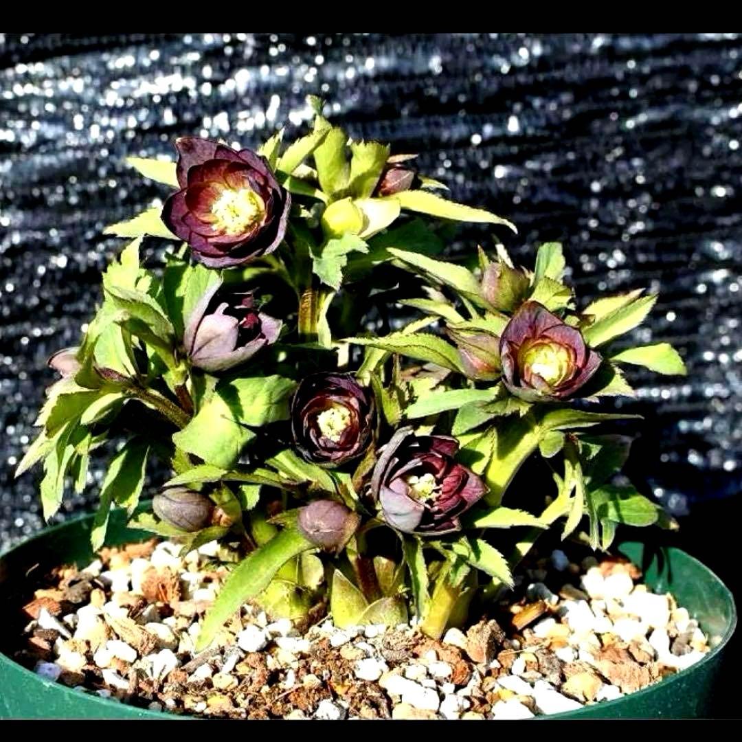 ま*ん様 ☘️ラスト☘️唯一無二☘️根充実❤️新芽(おそらく花芽)738⭐️極上