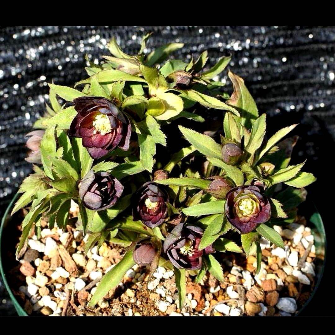 ま*ん様 ☘️ラスト☘️唯一無二☘️根充実❤️新芽(おそらく花芽)738⭐️極上