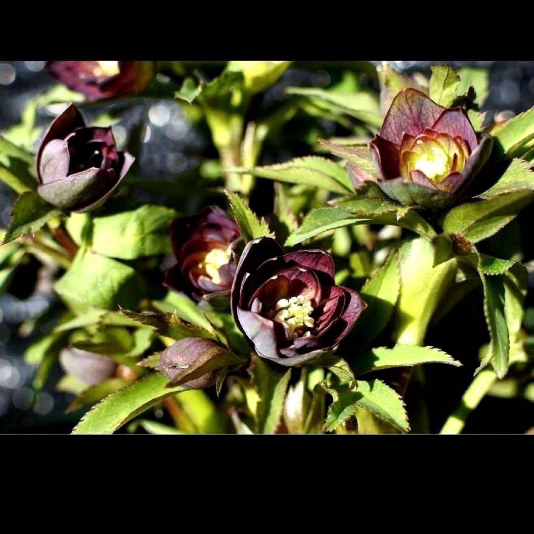 ま*ん様 ☘️ラスト☘️唯一無二☘️根充実❤️新芽(おそらく花芽)738⭐️極上