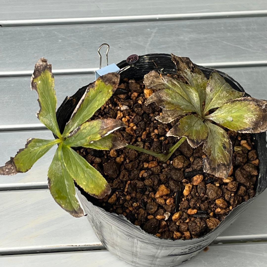 ま*ん様 ☘️ラスト☘️唯一無二☘️根充実❤️新芽(おそらく花芽)738⭐️極上