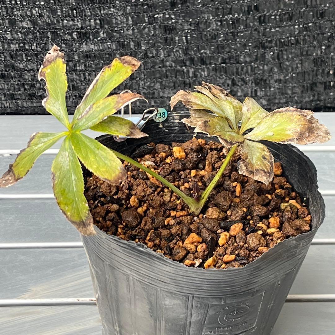 ま*ん様 ☘️ラスト☘️唯一無二☘️根充実❤️新芽(おそらく花芽)738⭐️極上