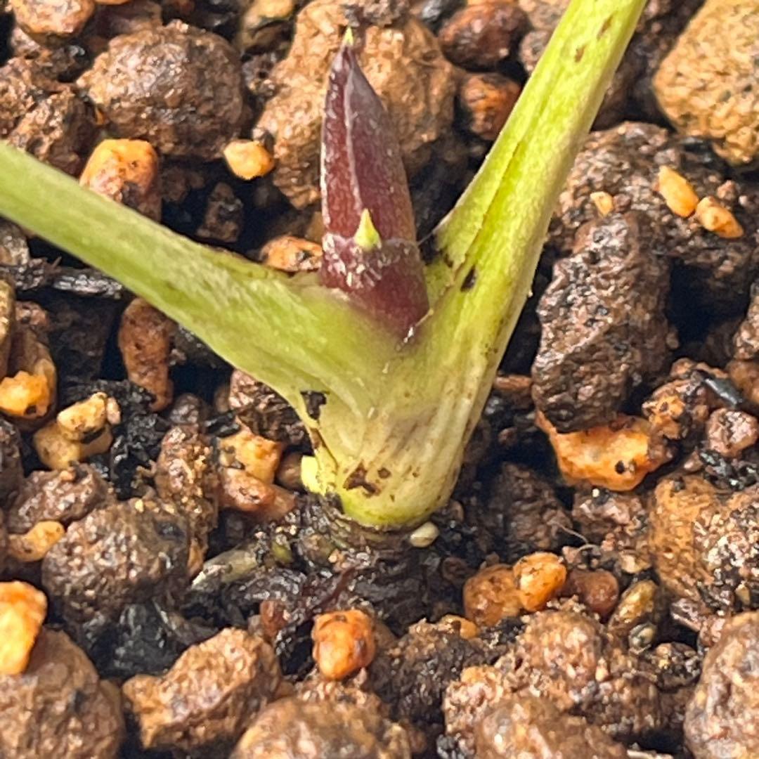 ま*ん様 ☘️ラスト☘️唯一無二☘️根充実❤️新芽(おそらく花芽)738⭐️極上