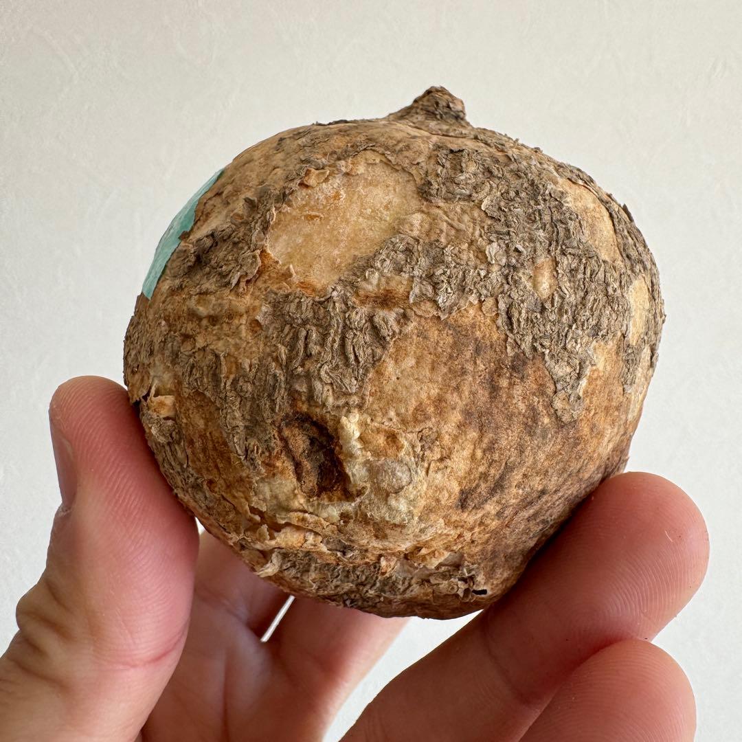 10.アデニア・オバタ 輸入直後ベアルート株　Adenia Ovata