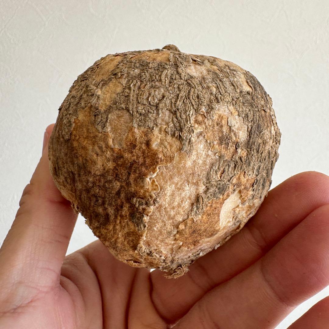 10.アデニア・オバタ 輸入直後ベアルート株　Adenia Ovata