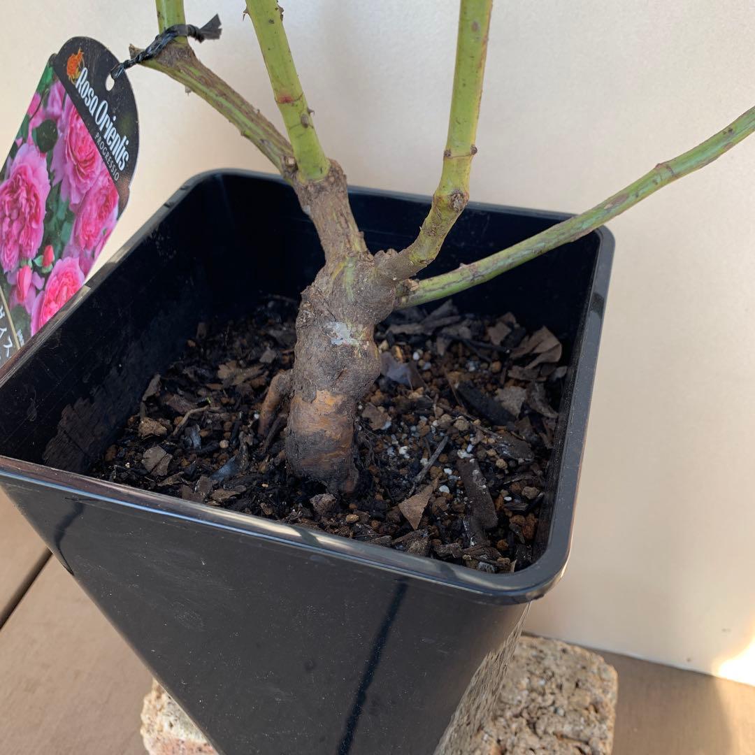 プリマ ヴィスタ&恋いづな &あいの風&フロレンティーナ バラ苗 抜き苗発送