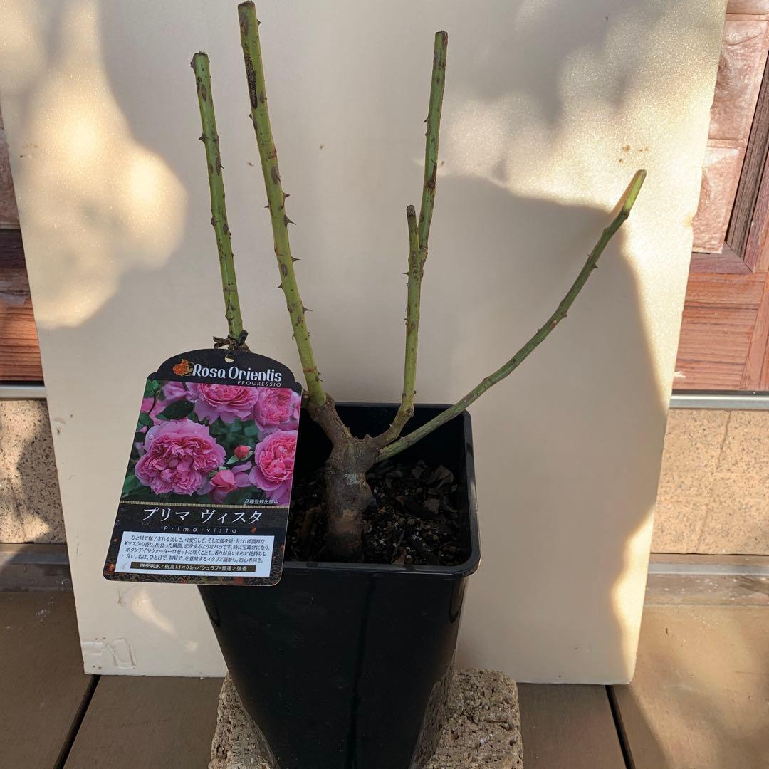 プリマ ヴィスタ&恋いづな &あいの風&フロレンティーナ バラ苗 抜き苗発送