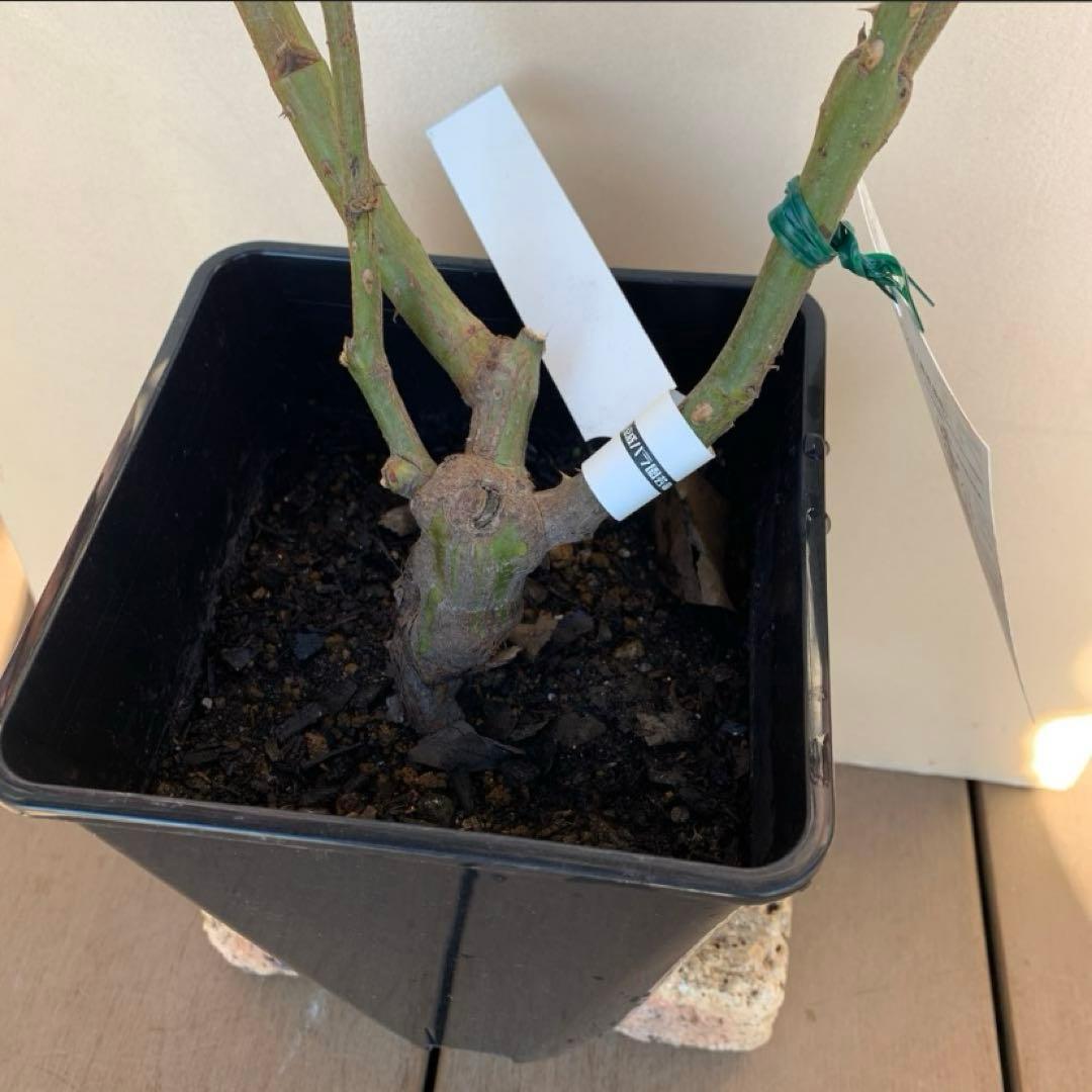 プリマ ヴィスタ&恋いづな &あいの風&フロレンティーナ バラ苗 抜き苗発送