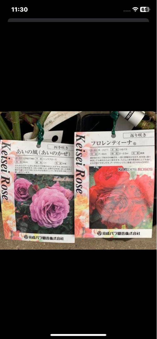 プリマ ヴィスタ&恋いづな &あいの風&フロレンティーナ バラ苗 抜き苗発送