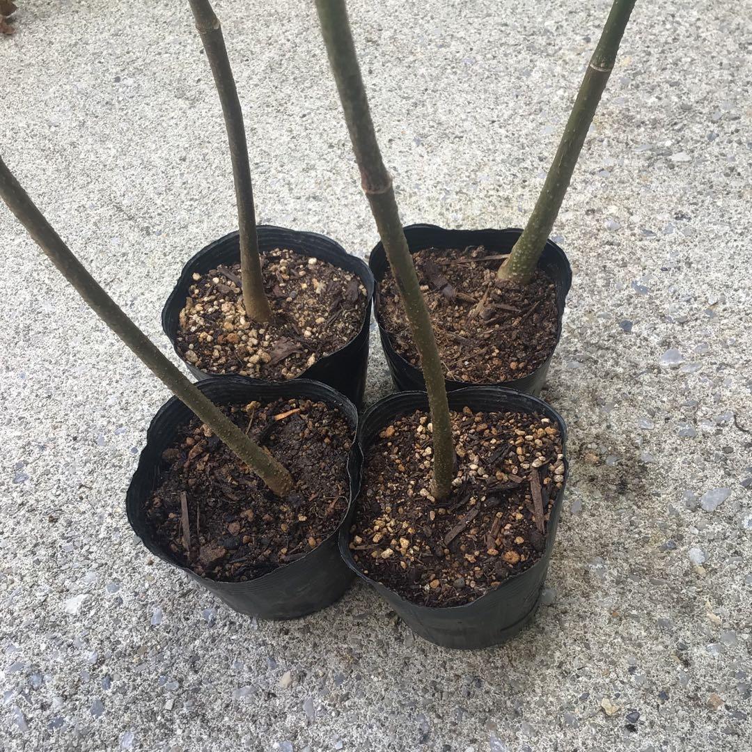 4本♪ポットごと宅急便！実生苗ククイノキ（ククイナッツ、ハワイ