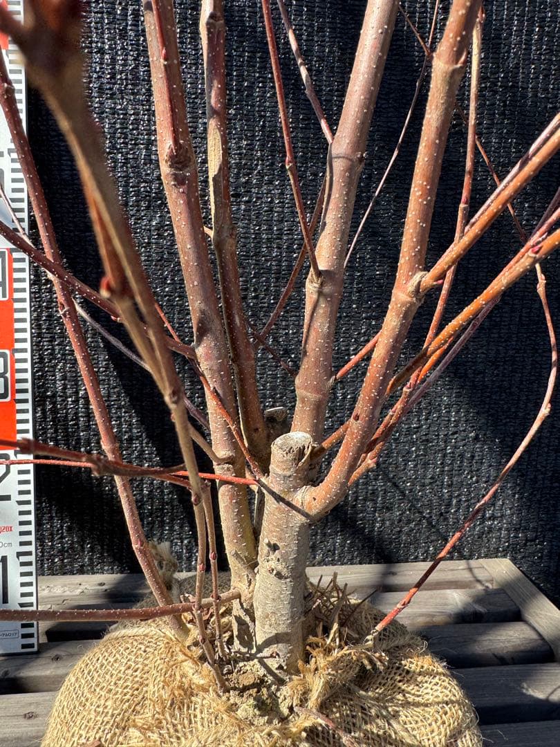 桂（カツラ）植木　庭木　【品番3547】